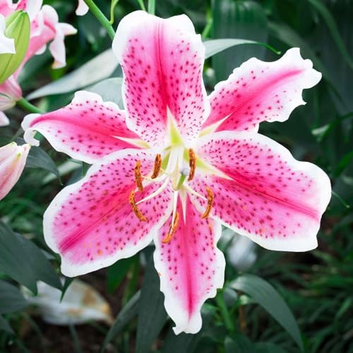 Eden Brothers Oriental Lily Bulbs - Stargazer by EdenBrothers