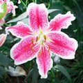 Eden Brothers Oriental Lily Bulbs - Stargazer by EdenBrothers