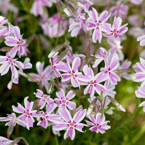 2 Stripe Creeping Phlox Live Plants, Perennial Flower Plant, 4-7 Inch Tall - Image 7
