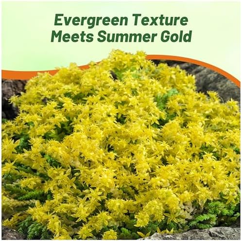 Outsidepride Acre Sedum Seeds - 5000 Pcs Perennial Ground Cover Seeds for Planting, Cold-Hardy & Heat-Tolerant Succulent Plants, Ideal for Rock Gardens, Containers, and Xeriscaping - Image 4