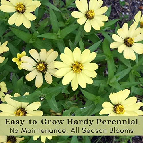 Clovers Garden Coreopsis Moonbeam (Tickseed) Plants – Two (2) Live Plants – Non-GMO - Not Seeds - Each 4" to 8" Tall – in 4" Inch Pots – Hardy Flowering Perennial, Pollinator Favorite - Image 5