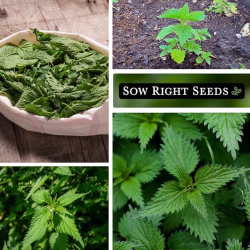 Sow Right Seeds - Stinging Nettle Seed for Planting Perennial Medicinal - Image 4