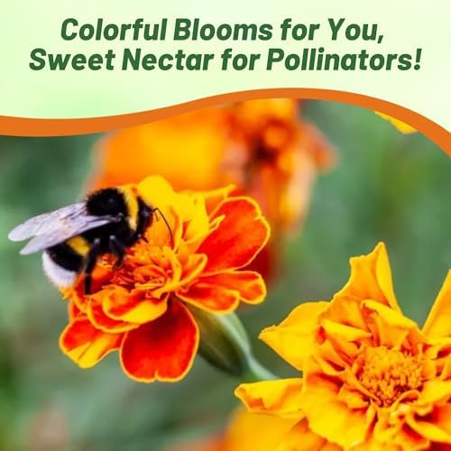 Outsidepride Durango Outback Mix French Marigold Seeds - 250 Pcs Annual, Compact, Heat & Drought Tolerant Flower Seeds for Planting w/Anemone Type Bicolor Blooms, Ideal for Vibrant Pollinator Gardens - Image 4