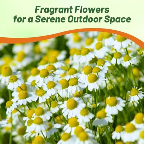 Outsidepride German Chamomile Seeds - 5000 Pcs Annual, Drought Tolerant, Self-Seeding & Versatile, Herb Seeds for Planting Sweet Scented Daisy-Like Blooms, Ideal for Slopes & Pollinator Gardens - Image 6