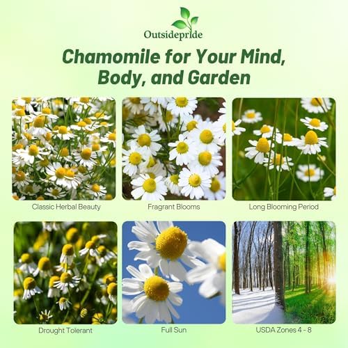 Outsidepride German Chamomile Seeds - 5000 Pcs Annual, Drought Tolerant, Self-Seeding & Versatile, Herb Seeds for Planting Sweet Scented Daisy-Like Blooms, Ideal for Slopes & Pollinator Gardens - Image 2