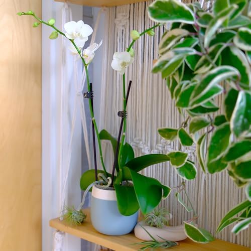 Premium White Live Orchid Plant Blooming in 3.5" Blue & White Orchid Pot, Live Plants, Houseplant Gifts, Approx. 16" Tall, Pet Friendly Houseplants, Phalaenopsis Moth Flower by Plants for Pets - Image 3