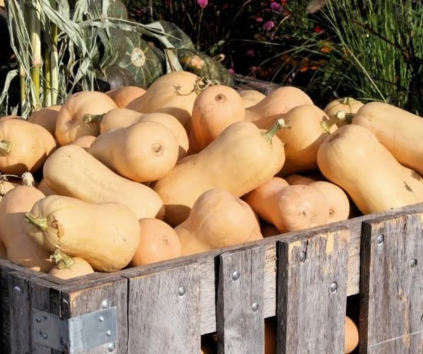 Butternut Squash Seeds for Planting - 100+ Non-GMO Heirloom Waltham Butternut Sweet Winter Squash Seeds, High-Yield, Non-GMO Heirloom, Long Storage Life for Home Garden - Image 2
