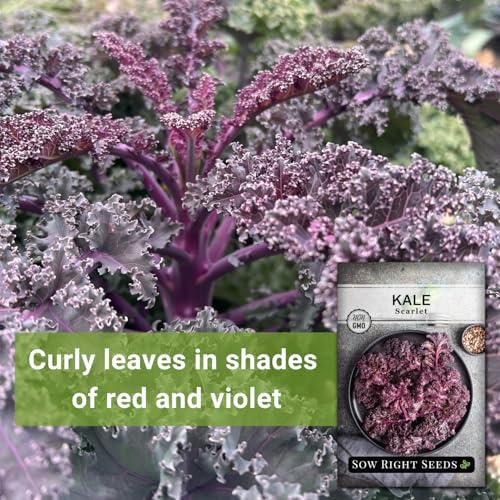Sow Right Seeds - Scarlet Kale Seed for Planting Outdoor Vegetable Garden - Image 3