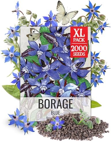 Seed Needs Borage Seeds to Plant an Herb Garden - XL Pack by SeedNeeds