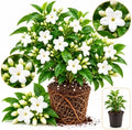 Bridal Wreath Jasmine Plant Live | 4-8 Inch Tall | Live Jasmine Plant | Jasmin Plant for Indoor | Easy Care Flowering Plant for Home & Office Decor by GINGERGLOW