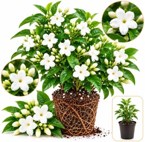 Bridal Wreath Jasmine Plant Live | 4-8 Inch Tall | Live Jasmine Plant | Jasmin Plant for Indoor | Easy Care Flowering Plant for Home & Office Decor by GINGERGLOW