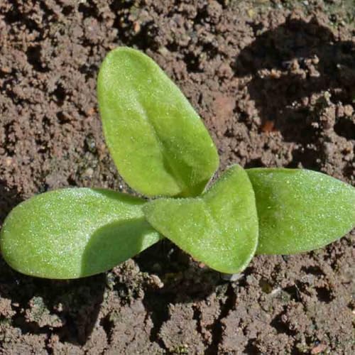 Seed Needs Flower Seeds to Plant Calendula Pacific Beauty Mix - Bulk Pack - Image 6
