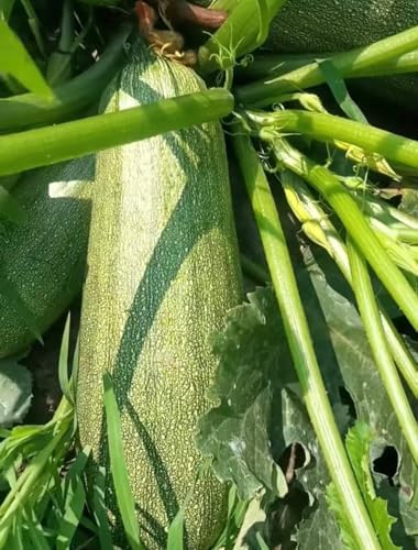 30+ Squash Zucchini Seeds Non-GMO Summer Squash Cucurbita Pepo Mexican Grey Squash Heirloom Vegetable - Image 6