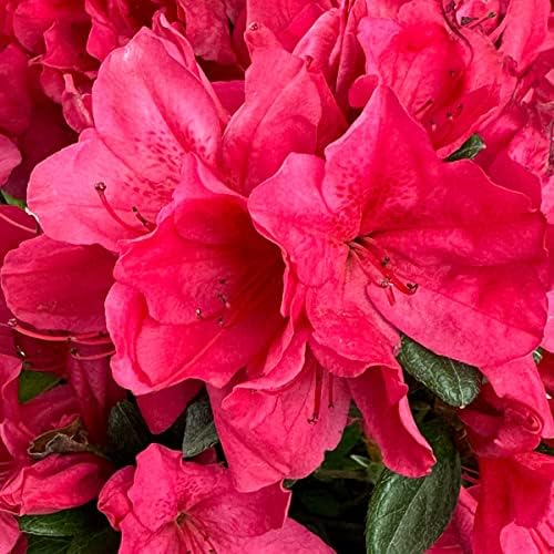 Sunglow Azalea, Live Evergreen Flowering Shrub, 3 Gallon - Image 2