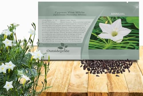 Outsidepride White Cypress Vine Seeds - 200 Pcs Annual Flower Seeds with Nectar-Rich, Star-Shaped Flowers & Feathery, Fern-Like Leaves for Fences, Trellises, Pergolas & Vertical Gardens by Outsidepride