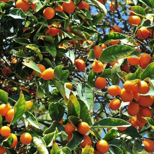 Nagami Kumquat Tree - 2-5 Inch Tall Live Plant - Potted Seedling - Orange Citrus Fruit Plant - Fortunella Margarita - Image 6