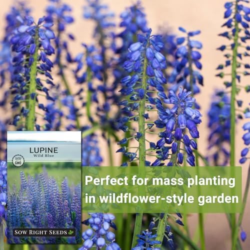 Sow Right Seeds-Wild Blue Lupine Seed for Planting Perennial Wildflower 2pk - Image 5