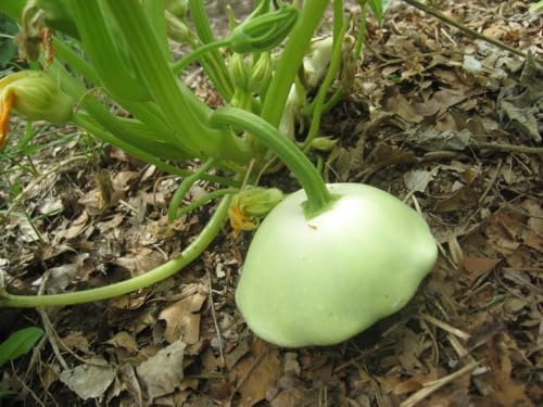 Benning's Green Tint Patty Pan (Bush Scallop Squash) Seeds - 50+ Green Tint, 60+ Yellow, 60+ White - 170+ Count - for 2026 Planting Heirloom Bush Scallop Summer Squash Patisson - Image 2