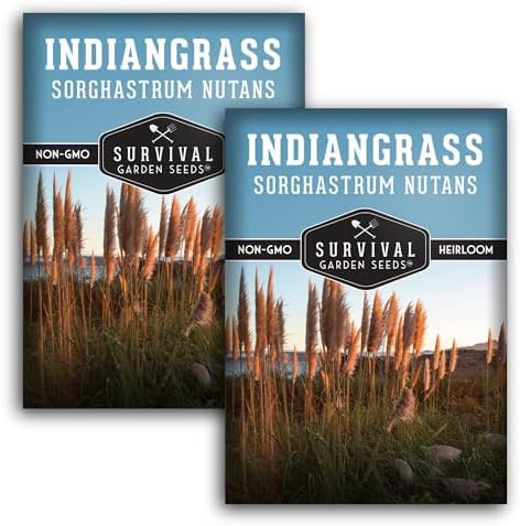 Indiangrass Seeds for Planting, Sorghastrum nutans - 2 Packs by SurvivalGardenSeeds