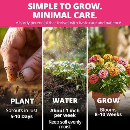 HOME GROWN Zinnia Seeds, Thumbelina, 500 Seeds, Zinnia elegans - Image 4