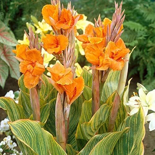 Canna ‘Pretoria’, a Great Live Pond Plant for Your Water Garden. Filters koi and Goldfish Pond. Good for Bogs, Plant Shelf or Shallow Water This marginal Aquatic is a Real Beauty - Image 5