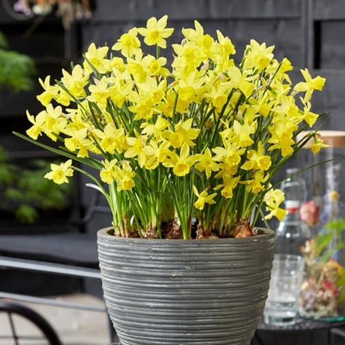 Garden State Bulb Narcissus Jonquil Yellow Sailboat Daffodil Flower Bulbs, 14/16cm (25) - Image 6