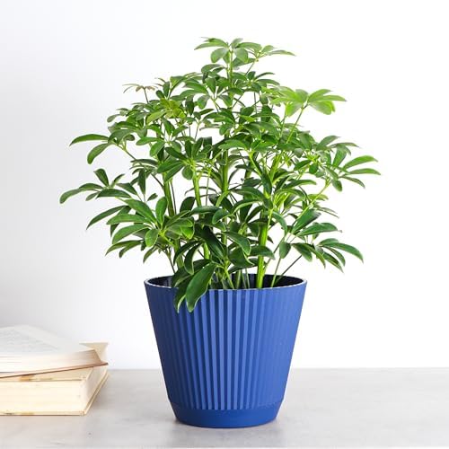 Live Arboricola Umbrella Tree Plant, Schefflera Arboricola, 6" Pot - Image 2