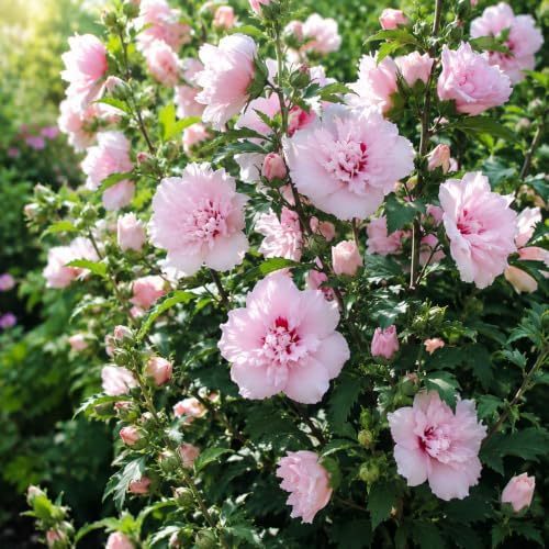 Pink Rose of Sharon Plant Live, 8-12" Tall Quart Pot Flowering Trees, Hibiscus Shrubs for Outdoor Planting, Landscaping & Garden Bed (DORMANT Plant) - Image 6