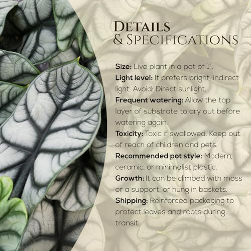 Alocasia Silver Dragon (4 Pack) Live Plant,Rare Indoor Alocasia,Silver Foliage Elephant Ear Plant,Tropical Houseplant Live, Starter Size Alocasia Plant,Houseplant for Home Decor and Indoor Growing - Image 3