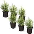 Herb - Rosemary (6 Pack), Live Edible Culinary Herb, Aromatic, Savory by TheThreeCompany