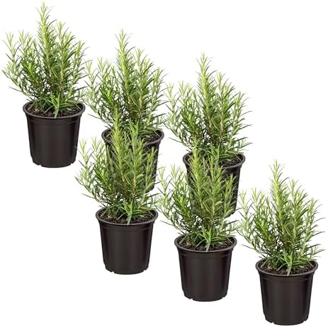 Herb - Rosemary (6 Pack), Live Edible Culinary Herb, Aromatic, Savory by TheThreeCompany