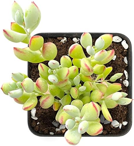 Sprout N Green Cotyledon Pendens Live Succulent Plant - Image 3