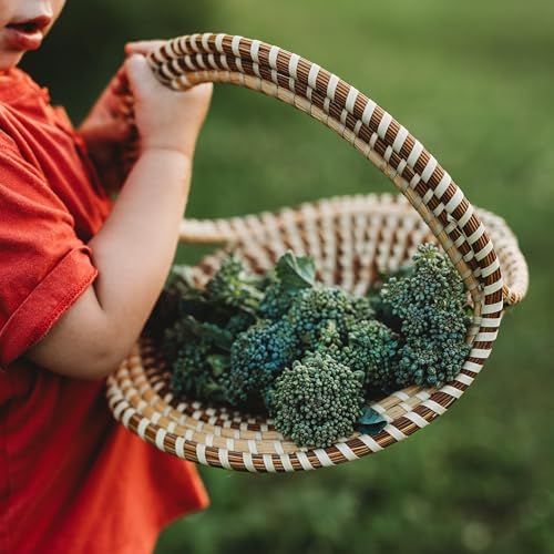 Di Cicco Broccoli - 100 Heirloom Seeds for Planting, Thresh Seed Co. by ThreshSeedCo