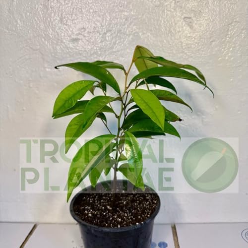 Caimito Tree (Chrysophyllum cainito) – Star Apple Live Tropical Fruit Plant 1–2 ft Tall TROPICALPLANTAE - Image 3
