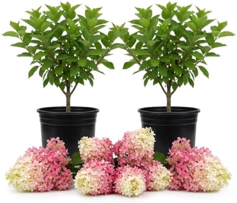 Assorted Blooms Hydrangea Flower Live Plant, Shrub Plant, 5-9 Inch Tall - Image 5
