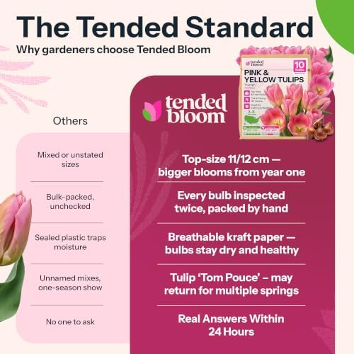 10 Pink Tulip Flower Bulbs Triumph Tom Pouce Tulipa Non GMO - Image 7
