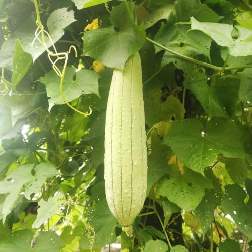 Luffa Gourd Plant, Loofah Live Plant, Vegetable Vine, 4-6 Inch Tall - Image 4
