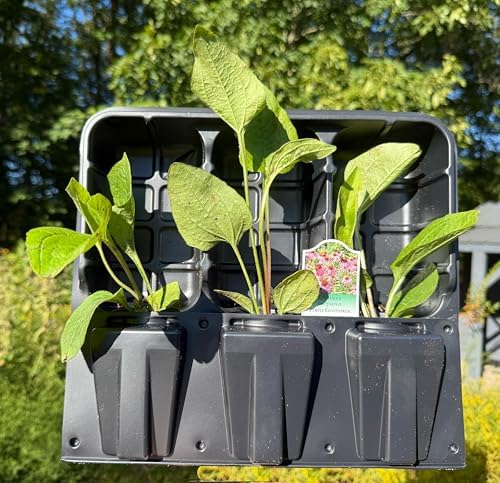 3 Live Purple Coneflower Plants (Echinacea purpurea) Perennial Wildflowers from My Home Park – Individually Potted in 4” Pots – 4–8” Tall on Arrival - Not Seeds – Supports Pollinators – Zones 4–8 - Image 3