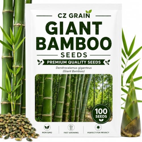 Giant Bamboo Seeds for Planting | 100 Seeds | Tall Bamboo by CZGrain