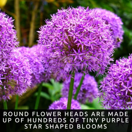 10 Dark Purple Allium Bulbs | Top Size Perennial Flower Bulbs for Planting - Image 2