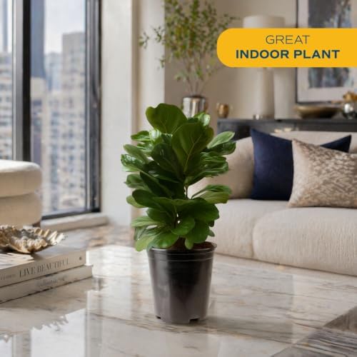 Costa Farms Fiddle Leaf Fig, Live Indoor Plant, Floor Plant, Statement Tree - Image 2