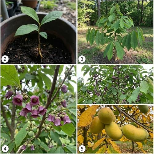 Pawpaw Tree Live in Quart Pot, 6-12" Tall, Cold-Hardy North American Fruit Tree, Native Fruit Tree Starter for Backyard and Garden Rows - Image 5