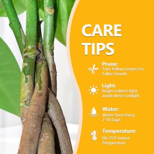 Money Tree Live Indoor Plant, Air Purifying, Easy Low Light - Image 3