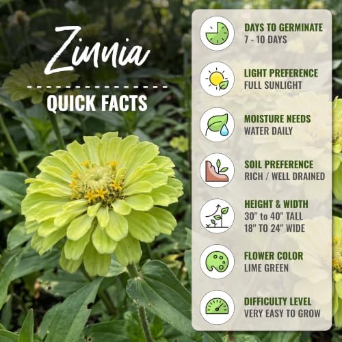 Seed Needs Envy Zinnia Seeds to Plant Cut Flowers - 10 Packs - Image 4