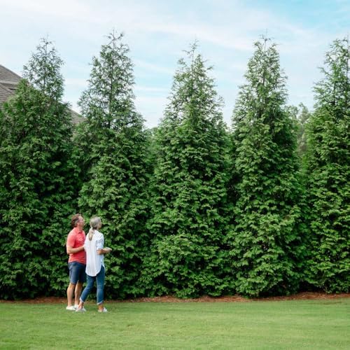 Brighter Blooms Thuja Green Giant Arborvitae, 1-2 ft. by BrighterBlooms