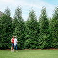 Brighter Blooms Thuja Green Giant Arborvitae, 1-2 ft. by BrighterBlooms