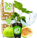 Lattarula Honey Fig (Italian Honey) Live Fig Plant - Ficus carica by Wellspring Gardens - Starter Plant for Your Garden and Patio - Grow Your Own Edible Fruit Tree by WellspringGardens