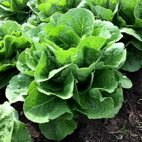 Parris Island Romaine Lettuce Seeds - 2000+ Count - for 2026 Planting USA Garden Vegetable Salad Green Leaf Spinach Butterhead Romaine Cabbage Heirloom Grow Your Own Home Farm Patio by TomorrowSeeds