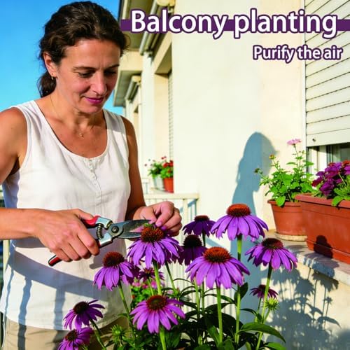 Purple Coneflower Seeds for Planting Outdoor, Hardy Native Perennial Flower - Image 3