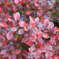 Proven Winners Sunjoy Really Red Barberry (Berberis thunbergii) Live Plant, 4.5" Qt by ProvenWinners